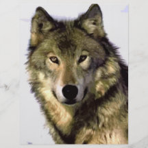 Grauer Wolf Vollfarbige Flyer