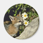 Graues Fox-junges Ausrüstungsschnüffeln/Blume esse Magnets