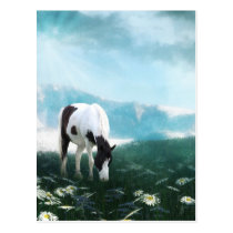 Grazing paint horse postkarten