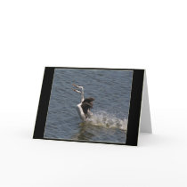 Grebes-Umwerbungs-Tanz-Karte