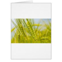 green_wheat_1920_x_1200_widescreen_2-1440x900 karten