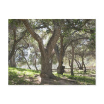 Griffith Park 5/6/07 Postkarte