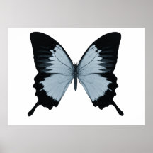 Großer blauer u. schwarzer Schmetterling Plakatdruck