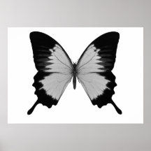 Großer grauer u. schwarzer Schmetterling Posterdrucke