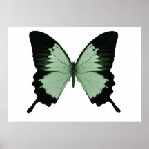 Großer grüner u. schwarzer Schmetterling Posterdrucke