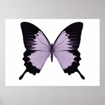 Großer lila u. schwarzer Schmetterling Posterdrucke