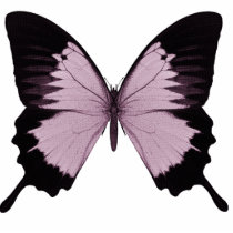 Großer rosa u. schwarzer Schmetterling - personifi