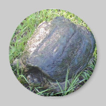 Großer Schildkrötenmagnet magnete