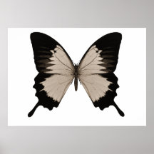 Großer Sepia-orange u. schwarzer Schmetterling Plakatdruck