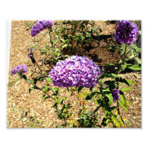 Groupe pourpre de fleur  tirage photo