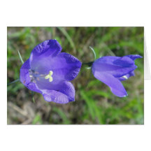 Grusskarte blaues Glockenblumenpaar, blanko