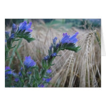 Grusskarte Kornblumen