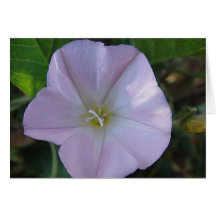 Grusskarte lila Blüte, blanko, gestaltbar