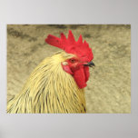 Hahn-Plakat