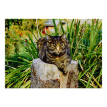 HALTUNGCAT ANKÜNDIGUNGSKARTEN