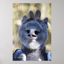 Harpy Eagle Plakatdruck