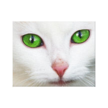 Hauskatze mit grüne Augen-katzenartigem Gesichts-W Gespannter Galeriedruck