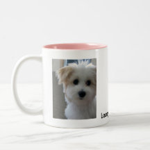 Havanese Welpe Tasse
