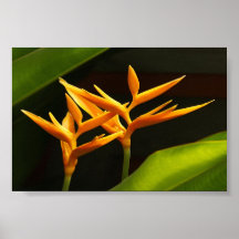 Heliconia Plakate