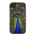 Helle königliche Pfaufoto iphone 4S Haut Vibe iPhone 4 Cover