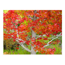 Herbst-flüssiger bernsteinfarbiger Baum Postkarte