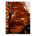 Herbst-Ruhmrot Postkarte