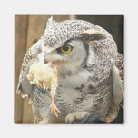 Hibou avec la proie magnets pour réfrigérateur