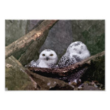 Hiboux mignons photographie