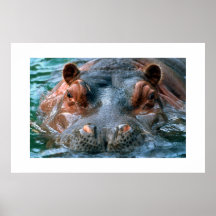 Hippopotame #1 posters