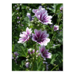 Hollyhock Postkarten
