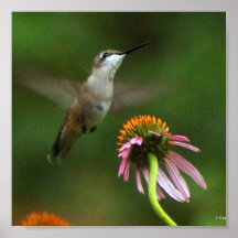 HReeves Hummingbirds.03.09. - 30 Posterdruck