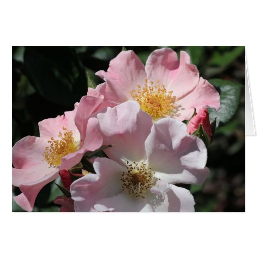 Hübsche rosa Rosen-Karte