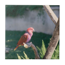HÜBSCHER JUNGEN-ROT-VOGEL KERAMIKKACHELN
