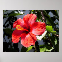 Hübsches Hibiskus-Plakat