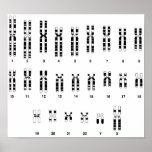 Humano d'ADN Posters