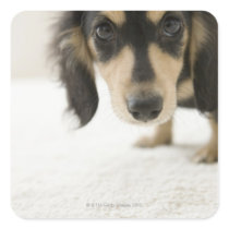 Hund 2