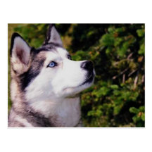 Hund Lookin aufwärts Postkarten