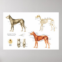 Hundeanatomie-Plakat-Muskeln und Knochen