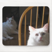 Hungrige türkische Angora-Katzen Mousepad
