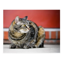 Ich bin eine Katze! Postkarte