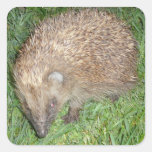 Igel Quadratsticker
