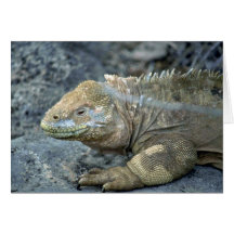 Iguane, îles de Galapagos Carte De Vœux