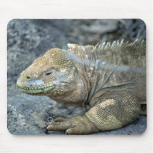 Iguane, îles de Galapagos Tapis De Souris