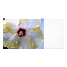 image centrale jaune blanche de fleur de ketmie cartes avec photo