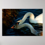 Images de nature de cygnes de berge à vendre poster