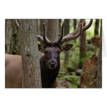 IMG_0560_elk3_5x7-06202004 Carte De Vœux