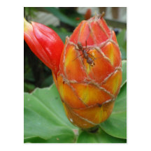 Ingwer-Blume mit Ameisen-Postkarte