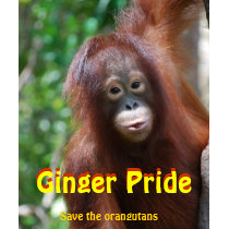 Ingwer-Stolz retten die Orang-Utans