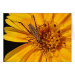 Insekten auf großem orange Blumen-Makro Grußkarte