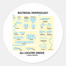 Intérieur tout localisé bactérien de morphologie ( autocollant rond